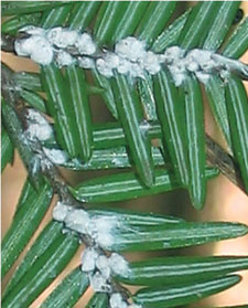 Hemlock-with-Wooly-Agelid.jpg